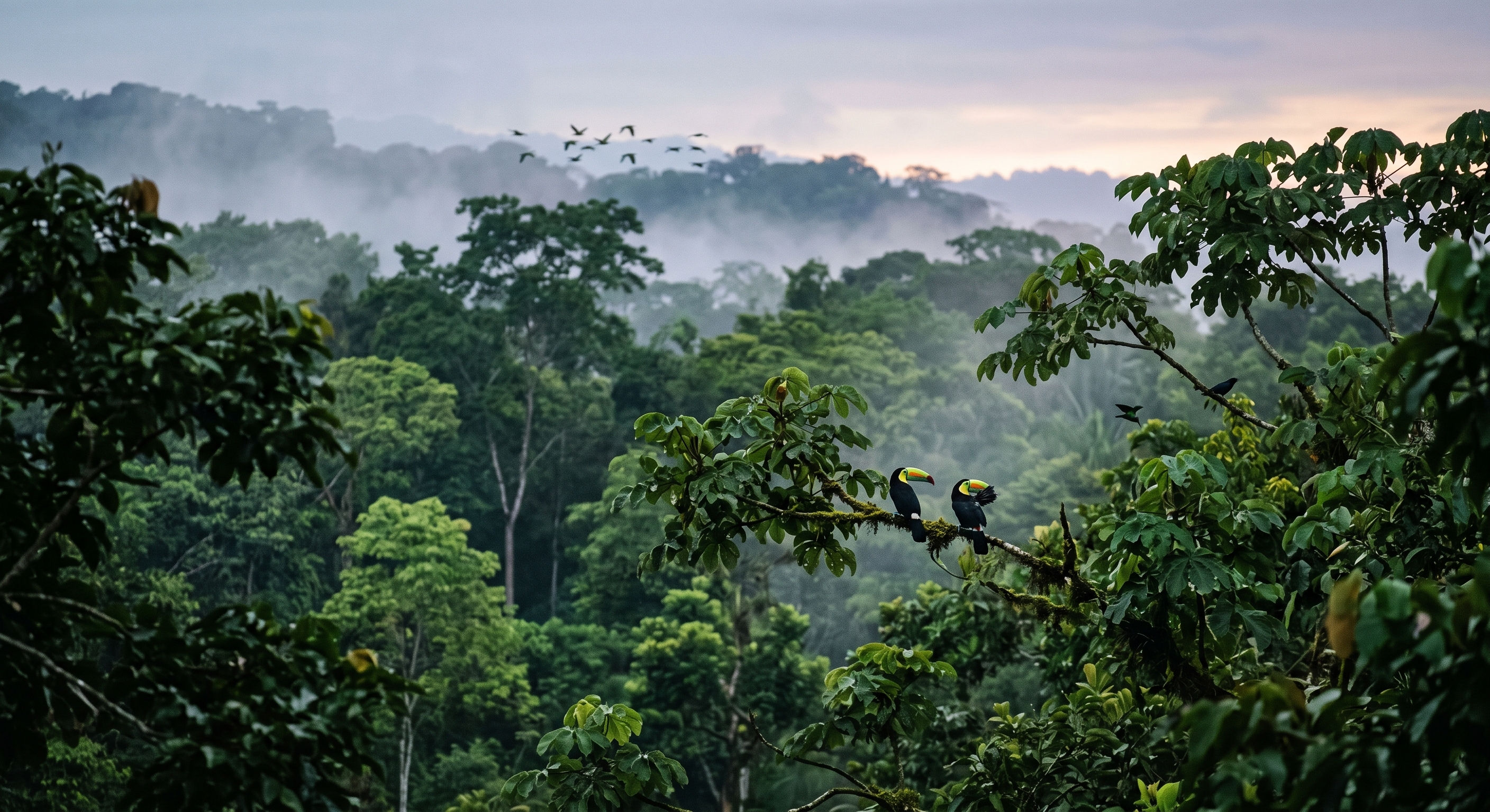 Selva del parque nacional